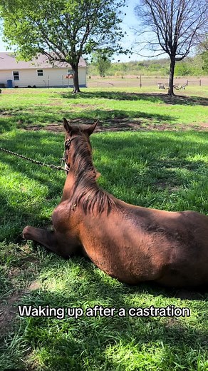 We love a smooth recovery from anesthesia. They’re not always this perfect! #castration #gelding #equinevet #horses #horsesoftiktok