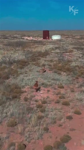 Intense Chase: Dogs vs Hare Ends in Surprise