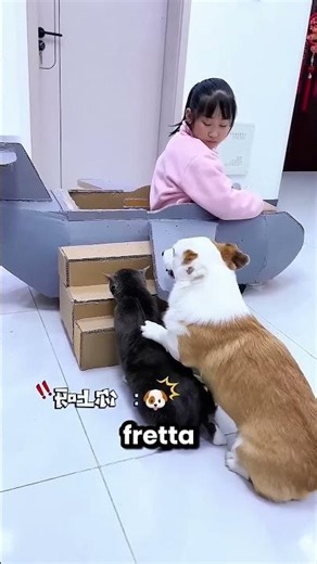 Il miglior aereo per volare con i tuoi animali domestici 🤩✈️