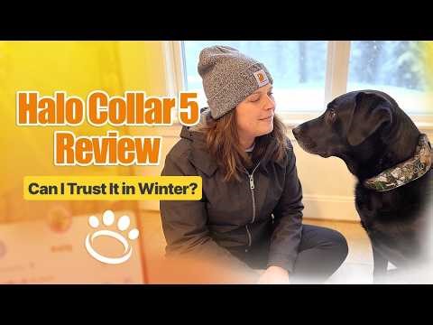 Halo Collar 5 Review: Walking a Senior Dog in Harsh Winter — Is It Reliable?