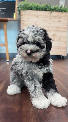 Our Schnoodle might just be the most handsome puppy on your entire FYP 🐶✨