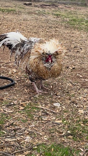 Cornelius is happiest in the mornings. Why does he remind me of Johnny bravo? “Hey baby” #bravo #johnnybravo #chickens #rooster #poultry #polishchickens #birds #backyardchickens #farm #homestead | Kara’s chicken coop