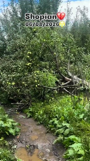 Devastating Wind & Rain Damage in Shopian Apple Orchards 🍎🌧️💨 | Kashmir