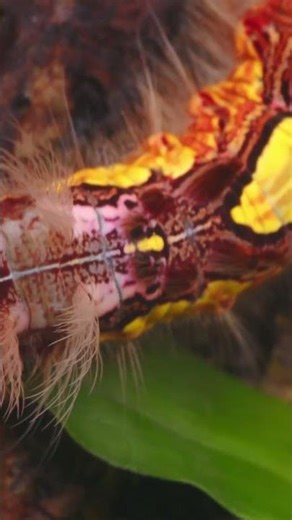 🐛 Inside the Amazon Rainforest: The Amazing Life Cycle of a Caterpillar 🦋#shorts