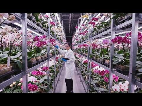Inside a Vertical Farming Factory: Professional Orchid Cultivation