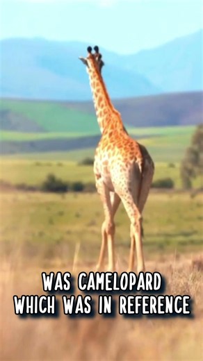 Have YOU Herard of the CAMELOPARD 🦒 Animal Fact Files #facts #animals #wildlife
