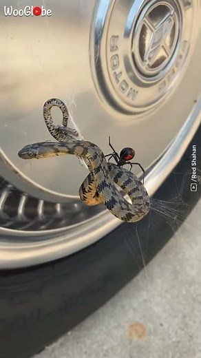 Snake vs Spider Real Fight || WooGlobe