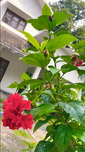 Hibiscus Flower Varieties You’ve Never Seen Before