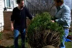 How To Plant a Shrub