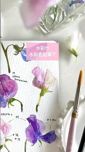 水彩や水彩色鉛筆で季節の花々を描いてみませんか？🌷水彩スケッチ講座🌷#水彩 #水彩色鉛筆 #watercolor #花