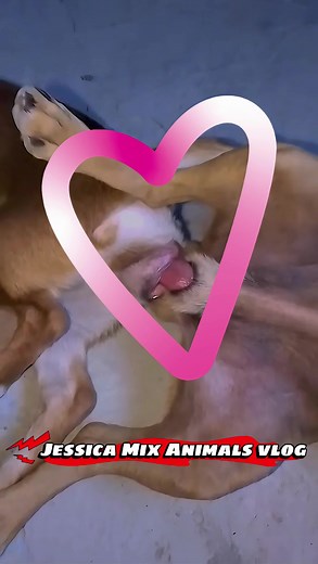 Understanding Female Dog Breeding Behavior