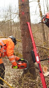 Effective Way To Cut Down Dead Trees! | Genius Panda