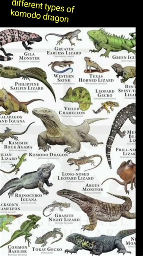different types of komodo dragon