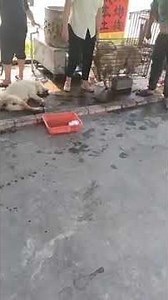 Thousands Of Dogs Are Tortured & Slaughtered For Their Meat Each Year During This Deadly Festival