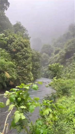 Heavy rain in the jungle is pure therapy 🌧️ #Shorts