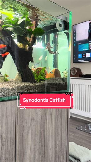 Synodontis catfish is by far one of my most favourites. They are super cool. Had my guys over a year now, all 3 have got huge! #synodontis #aquariumlife #aquarium #fishkeeping #aquascape