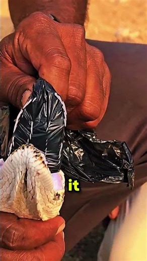 Pythons DO Have Teeth! 🐍😱