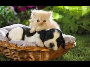 Rainbow Bridge (song dedicated to our pets)