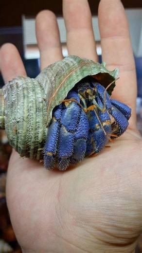 Purpura Sora #Fabre II #Franju #Monster Kids Show