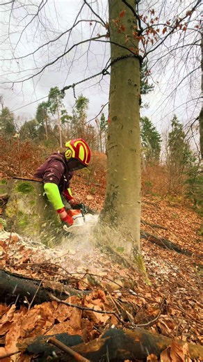 Exploring the Stihl 462C in Slovenia