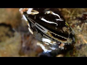 The atlantic blue mussel (Mytilus edulis). Water flow.