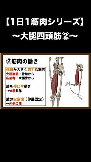 【1日1筋肉シリーズ】大腿四頭筋②