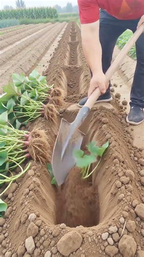 ​🍠 Planting Sprouted Sweet Potato Tuber in Soil Trench Using Spade Shovel #shorts