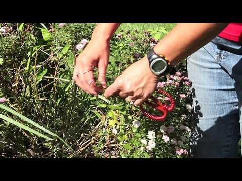 How to Prune & Clip Garden Mums : Gardening With Mums