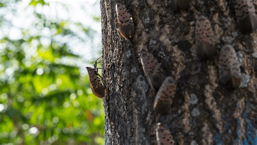 A "Double Invasion" Is Sweeping Across Virginia. Now, Scientists May Have Identified Its Kryptonite