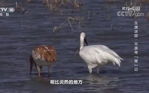 影响鸟类南迁的根本原因_哔哩哔哩_bilibili