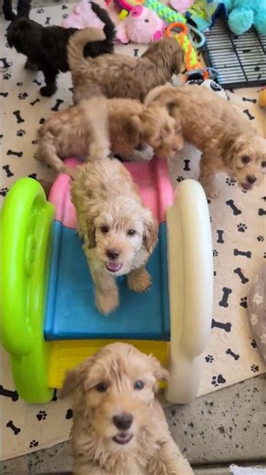 Mini and medium Labradoodle puppies love to play.