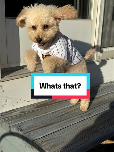 Finding strange things in the backyard #toypoodle #dog #dogsoftiktok