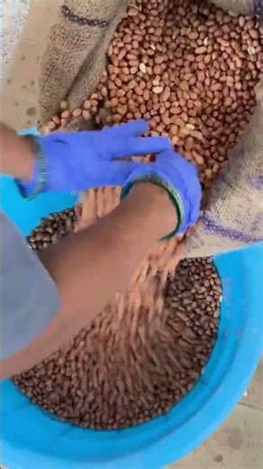 Best Quality Groundnuts for Swa Cold Pressed Groundnut Oil