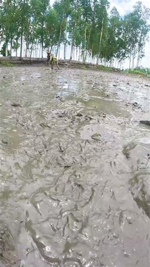 Unbelievable Mud Fishing: Catching Hundreds of Fish by Hand! #fishing #fish #handfish