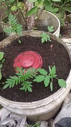 വീട്ടിൽ തയ്യാറാക്കിയ കമ്പോസ്റ്റ് ചുവട്ടിൽ ഇട്ടു🌱2 ഇനം ബന്തി, തക്കാളി,കൊത്തമര CompostNGrowPotൽ നട്ടത്