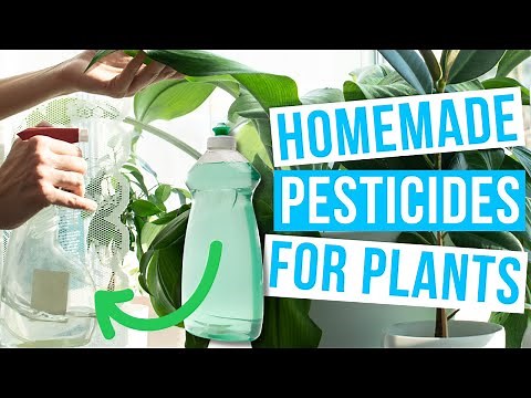 HOMEMADE PESTICIDES FOR PLANTS | Natural indoor plant pest control