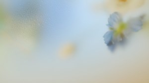 Natural Face Moisturizer | Organic & Non-Toxic │ KORA Organics