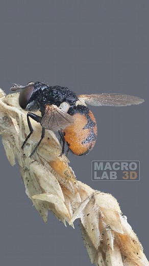 187K views · 3.4K reactions | Gymnosoma fly covered in morning dew: I've slowed down the audio to highlight how the sounds of the surrounding birds eerily resemble the dinosaurs in Jurassic Park. I wiggle the camera to show depth. | MacroLab3D | Facebook
