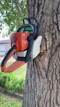 Artwork In My Tree #stihl #ihavethisthingwithplants #lifeisbutadream #woodworking