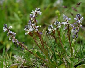Polygala amarella - Alchetron, The Free Social Encyclopedia