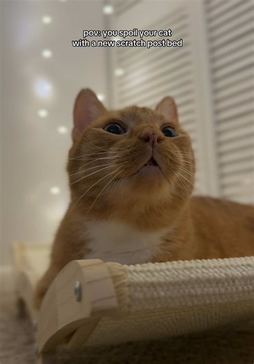 My cats are obsessed with this lounger cat scratch bed 🥹🤍 #scratchpost #cats #petbed