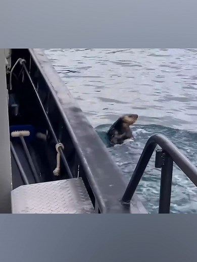 Here's me commentary on a chase! Crank ya sound. #ozzymanreviews #otter #orca #funny