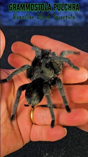 Meet My Brazilian Black Tarantula - Grammostola pulchra QUICK CARE #tarantula #spider #gagamba