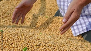 Soybean grain in a hands of successful farmer in tractor trailer after harvest for transport to the warehouse storage, agricultural occupation. Close up - slow motion