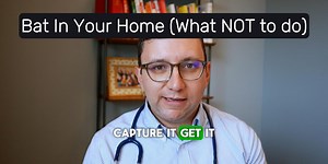 What To Do If There’s a Bat in Your House