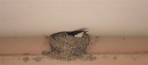 Flying squatters: How to legally remove barn swallows before your property becomes their bathroom
