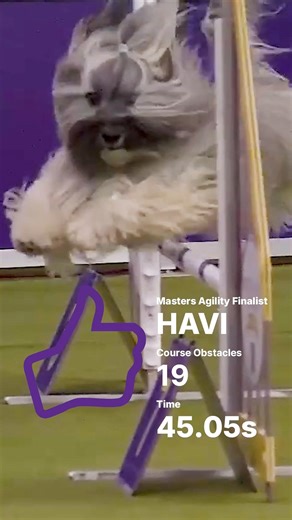 Havanese hits the ground running