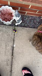 Mousie Mischief achieved ✅ I knew today would be a good day!!! Found a cute bargain at The Mousie Mall and couldn’t wait to tell Mum all about it. She almost didn’t believe me…….she soon spotted it. Lots of fun today! 🐭 Lubs always your cheeky furface | Miss Shelby The Cat