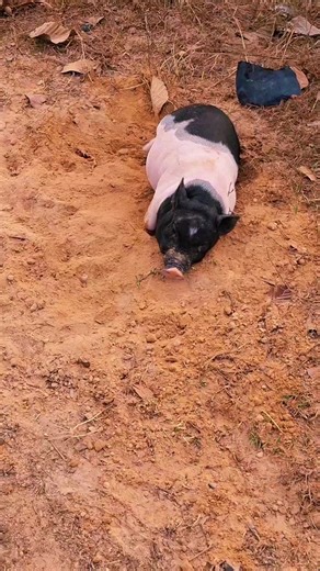 Crazy Pig: The Adorable Miniature Swine