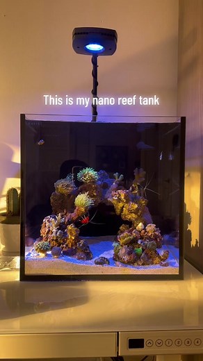 Nano reef!! . . . . #reeftank #reef #aquarium #saltwateraquarium #saltwatertank #ocean #reeffish #fish #saltwaterfish #coral #coralreef #innovativemarine #aquariumfish #reefkeeping #reefing #reefinghobby #peaceful #calm #relaxing #aquatic #zen #chill #asthetic #interiordesign #clownfish #angelfish #crab #hermitcrab #boston #desktop #aquariumcheck #aquariumsoftiktok #aquariumlife #nanotank #nanotankreefer #zoanthids #torchcoral #seacreatures #seaanimals #sealife #anemone #findingnemo #fishes